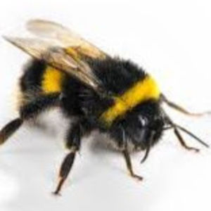 Meet your Posher, Bumble